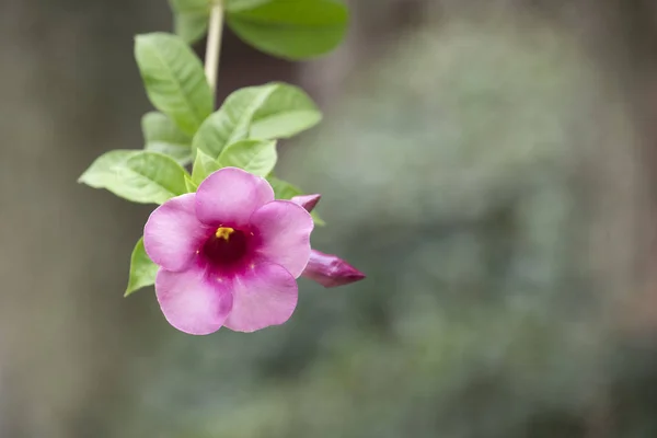 Fiore Allamanda cathartica o fiore Stella in giardino con sfocatura — Foto Stock