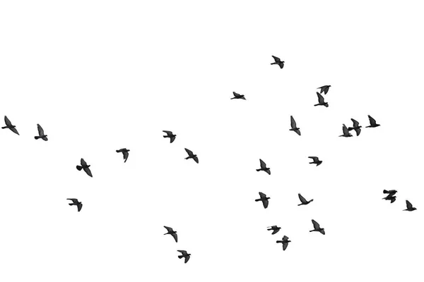 Beyaz arka planda izole uçan güvercinlerin flocks. Kırpma 