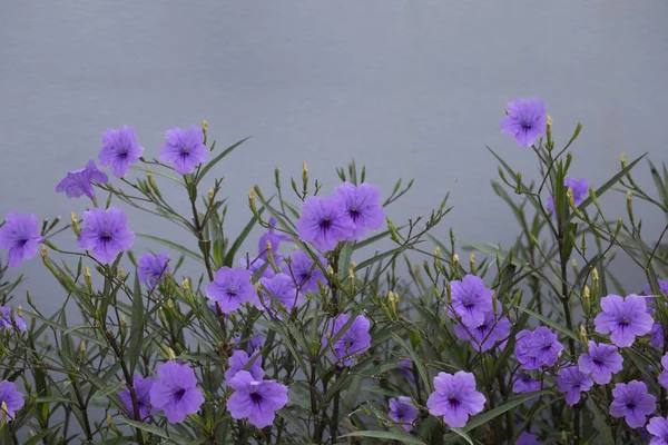 Minnieroot o Popping pod o Cracker fiore della pianta in giardino con — Foto Stock