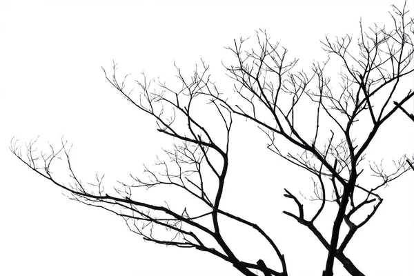 Holtágak, Silhouette kiszáradt fa vagy száraz fa, a fehér háttérben — Stock Fotó