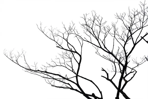 Branches mortes, arbre mort Silhouette ou arbre sec sur fond blanc — Photo