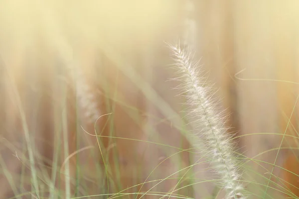 花园里的草花。内存概念. — 图库照片