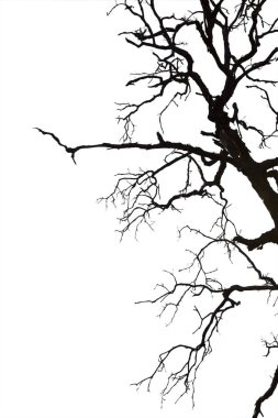 Ölü dallar, siluet ölü ağaç veya kuru ağaç üzerinde beyaz backgr