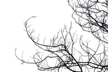 Ölü dallar, siluet ölü ağaç veya kuru ağaç üzerinde beyaz backgr