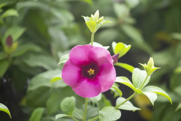 Fiore Allamanda cathartica o fiore Stella in giardino con sfocatura — Foto Stock