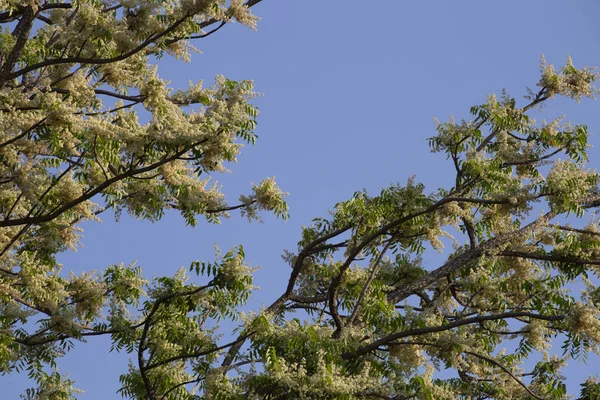 Ramas de Neem en invierno. árbol de neem siamés, Azadirachta en —  Fotos de Stock
