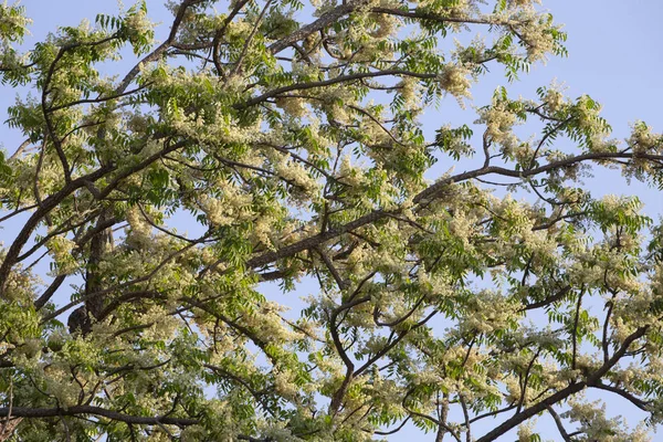 Rami di Neem in inverno. Albero neem siamese, Azadirachta in — Foto Stock