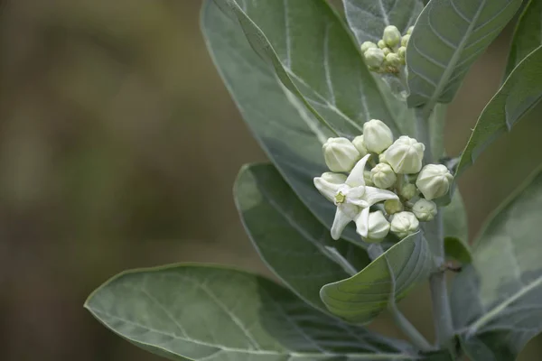 Calotropis blomma bakgrund, kron blomma, Star Flower. — Stockfoto