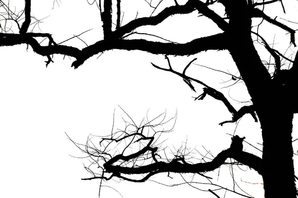 죽은 가지, 실루엣 죽은 나무 또는 백색 backgr에 마른 나무 — 스톡 사진