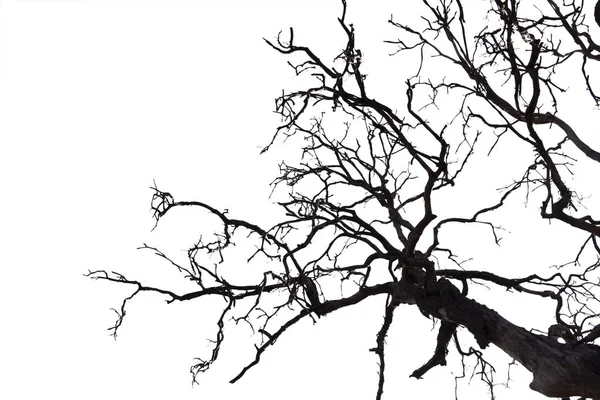 Branches mortes, arbre mort Silhouette ou arbre sec sur fond blanc — Photo