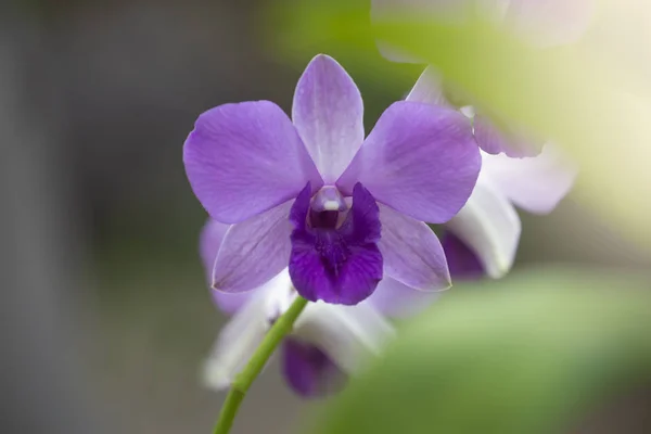 Fiore del Orchid nella natura con lo sfondo sfocato . — Foto Stock