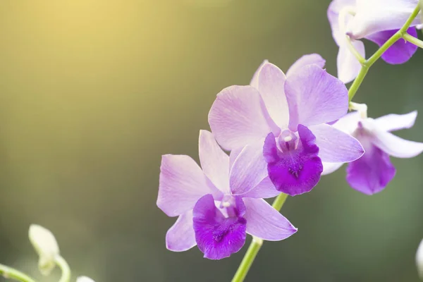 Fiore del Orchid nella natura con lo sfondo sfocato . — Foto Stock