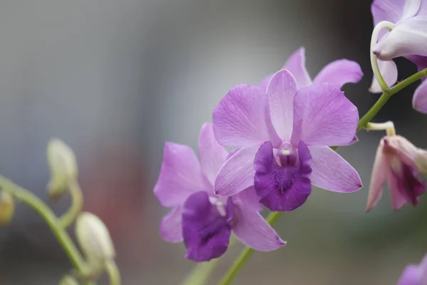 Fiore del Orchid nella natura con lo sfondo sfocato . — Foto Stock