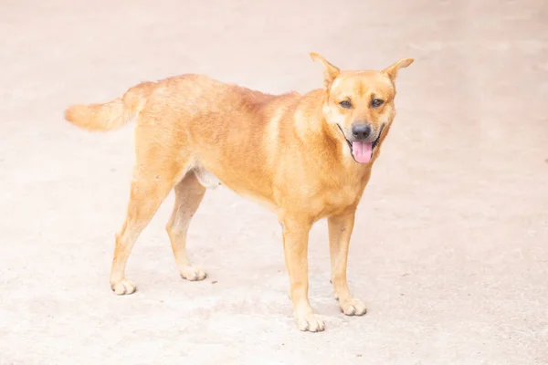 Dog Blurred Background — Stock Photo, Image