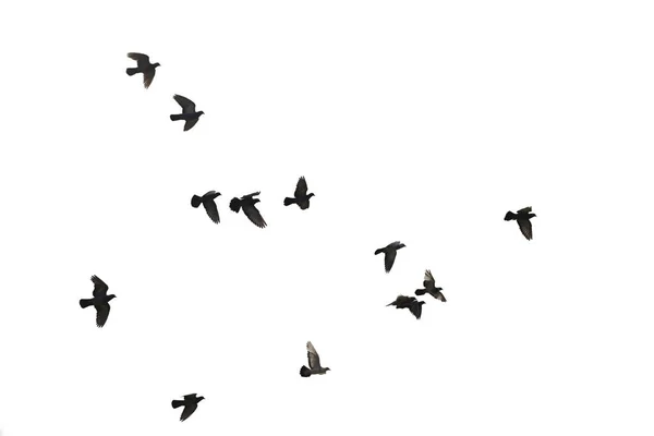 Zwermen Vliegende Duiven Geïsoleerd Witte Achtergrond Knippad — Stockfoto