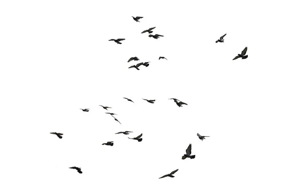 Flocks Flying Pigeons Isolated White Background Clipping Path Royalty Free Stock Photos