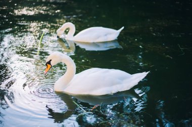 Kuğular gölde yüzer.