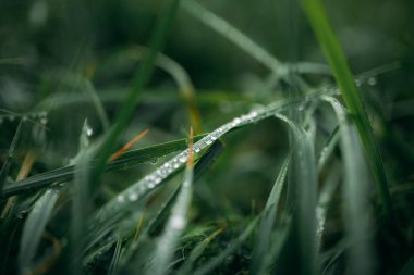 çimenler üzerinde gün doğumunda sabah çiy
