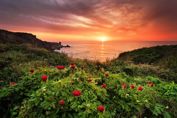 Magnificent Sunrise View Beautiful Wild Peonies Beach Tylenovo Bulgaria Royalty Free Stock Photos