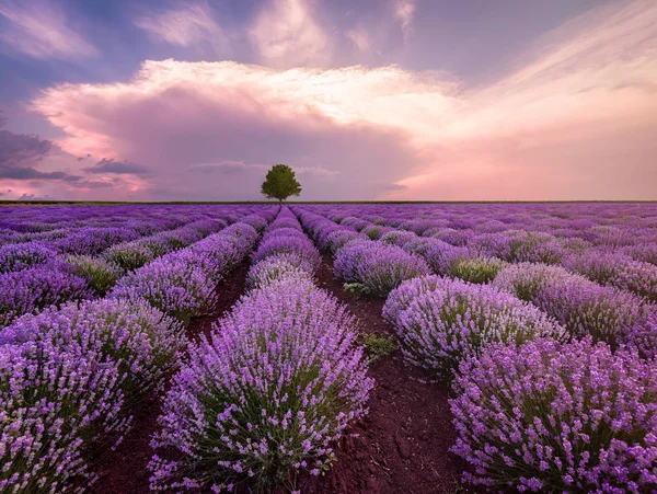 Pôr Sol Com Céu Dramático Sobre Campo Lavanda Bulgária — Fotografia de Stock