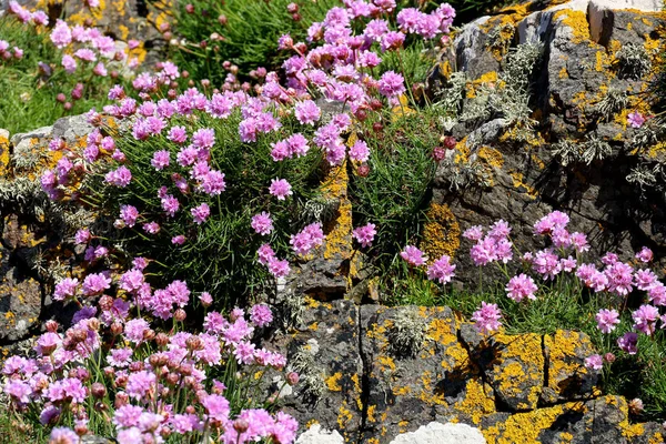 Kır çiçekleri ve liken bir kıyı rock duvar