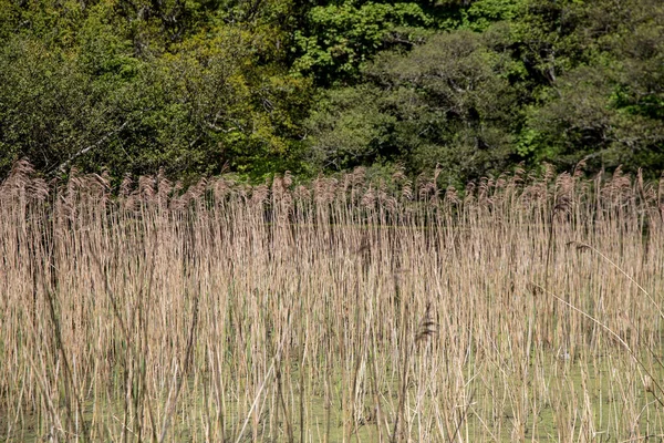 Tall Grass Lakeside Wooded Meadow — Stock Photo, Image