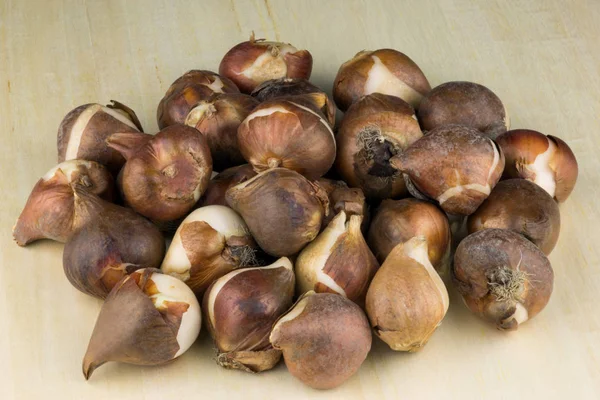 Tulip Bulbs Piled Wooden Table Top — Stock Photo, Image