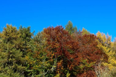 Açık mavi sonbahar gökyüzü karşı çeşitli ağaçlar