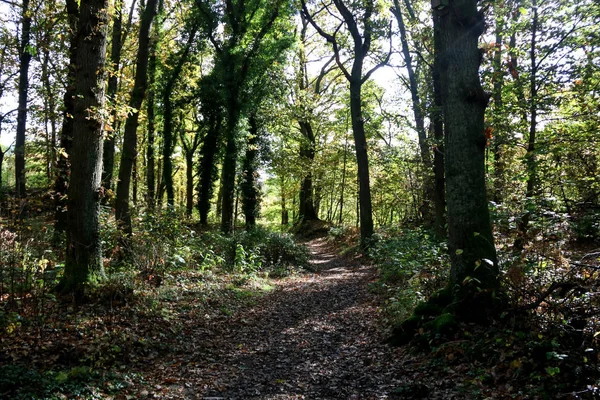 Chemin Boisé Ensoleillé Dans Les Hautes Terres Écossaises — Photo