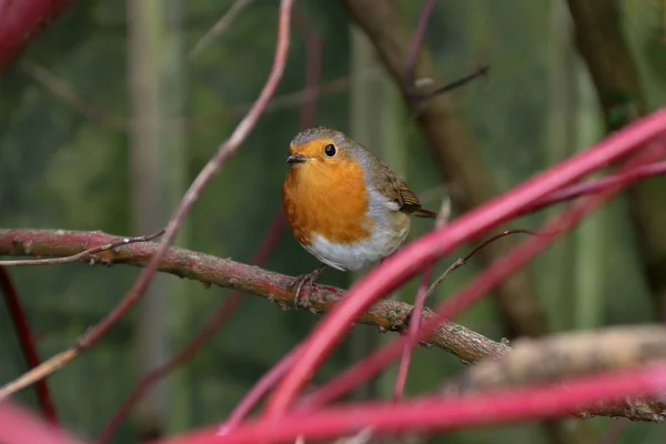 Robin Country Garden Hedgerow Autumn — Stock Photo, Image