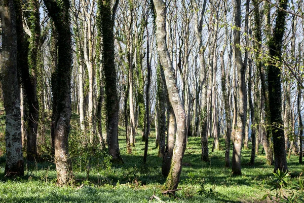 Bosque caduco en primavera en Argyll Escocia — Foto de Stock
