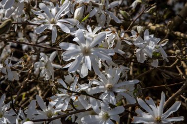 Bir Kır Bahçesinde Manolya Çiçekleri