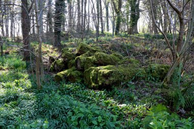 Bir Ormanda Yosun Kaplı Düşmüş Ağaç Gövdeleri