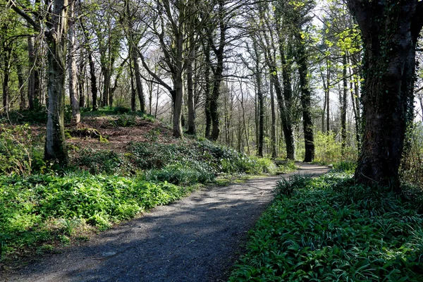 Sendero del Bosque en una mañana de primavera — Foto de Stock