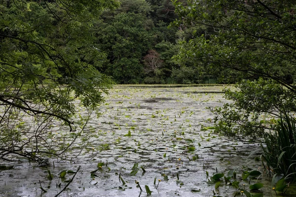 Algi i lilii podkładki na jeziorze — Zdjęcie stockowe