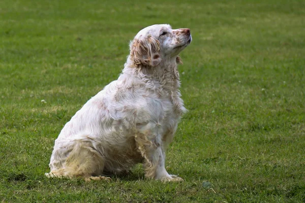 Clumber Spaniel Bir Alanda Oturan Köpek