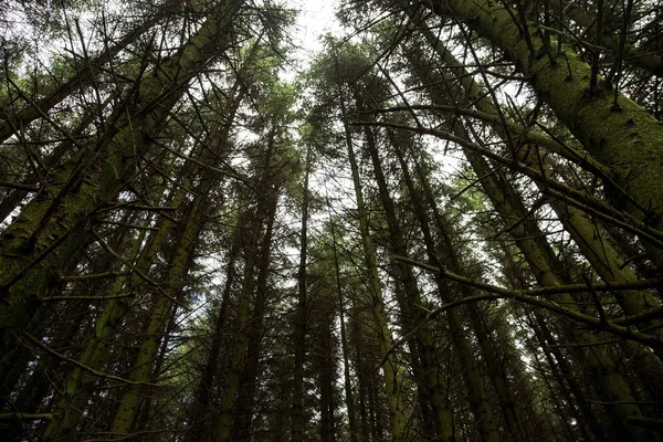 Pinos altos en un bosque Localización — Foto de Stock