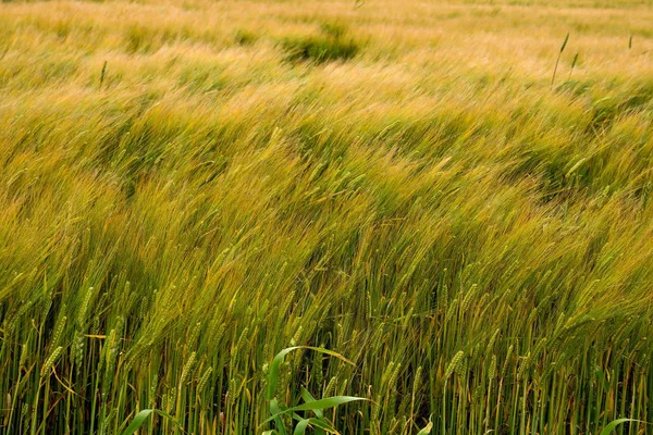 Champ de blé par une journée venteuse — Photo