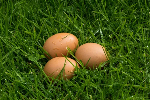 Freshly Laid Eggs in Long Grass — Stock Photo, Image