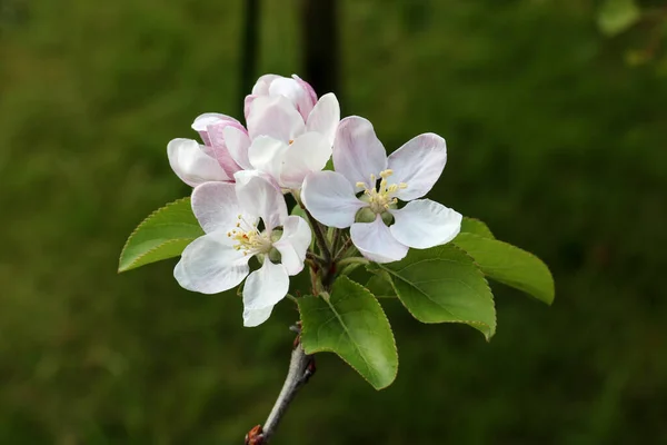 Manzano Florecen Manzano Jardín Campo — Foto de Stock