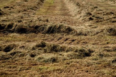 Yazın tarlada çim biçmek.