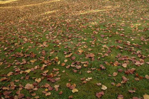 Hojas Caídas Otoño Yaciendo Prado Inclinado —  Fotos de Stock