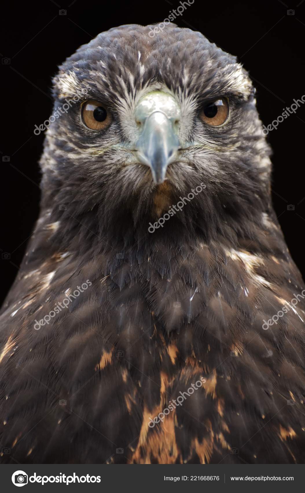 Golden Eagle Aquila Chrysaetos Bird Prey North America