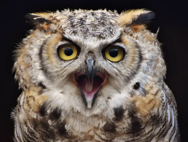 Eine Große Hörnerkauz Bubo Virginianus Auch Als Tigereule Bekannt — Stockfoto