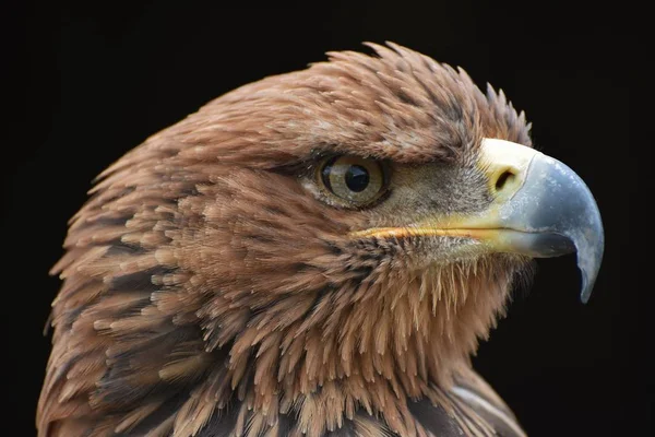 Tawny Eagle Aquila Rapax Svart Bakgrund — Stockfoto