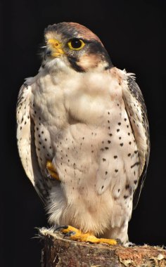 Siyah bir zemin üzerine bıyıklı doğan (Falco biarmicus)