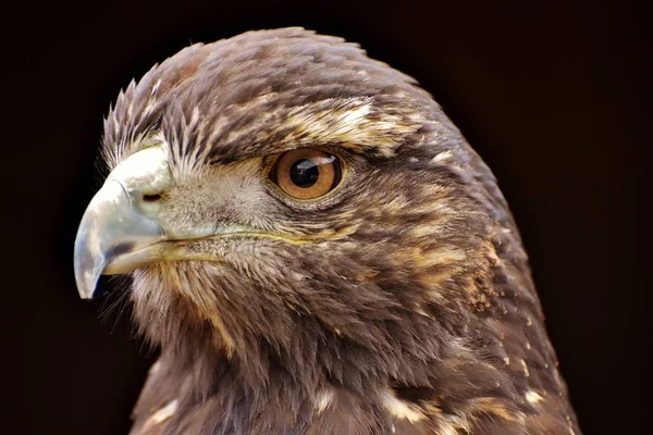 Aquila Reale Aquila Chrysaetos Rapace Del Nord America — Foto Stock