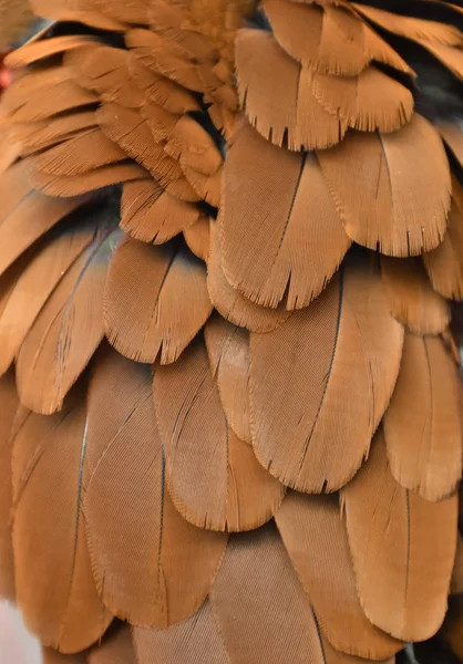 Πολύχρωμο Φωτογραφία Από Πορτοκαλί Φτερά Από Ένα Macaw — Φωτογραφία Αρχείου
