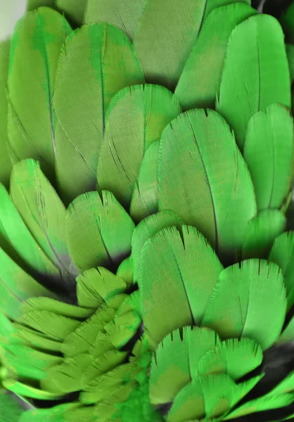 コンゴウインコの緑の羽の色鮮やかな写真 — ストック写真