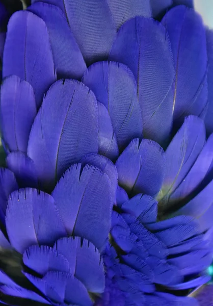 Kleurrijke Foto Van Blauwe Paarse Veren Van Een Ara — Stockfoto